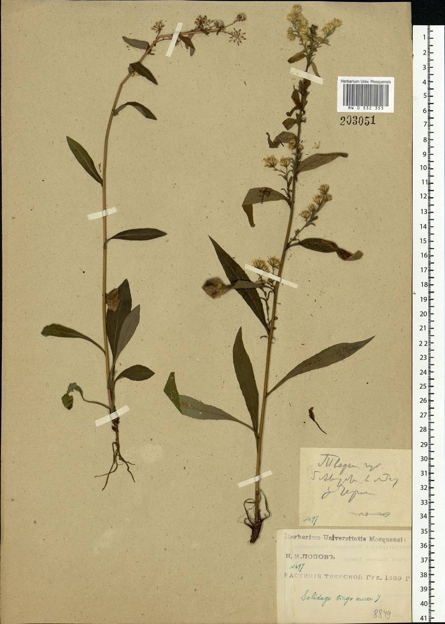 Solidago virgaurea L., Eastern Europe, North-Western region (E2) (Russia)