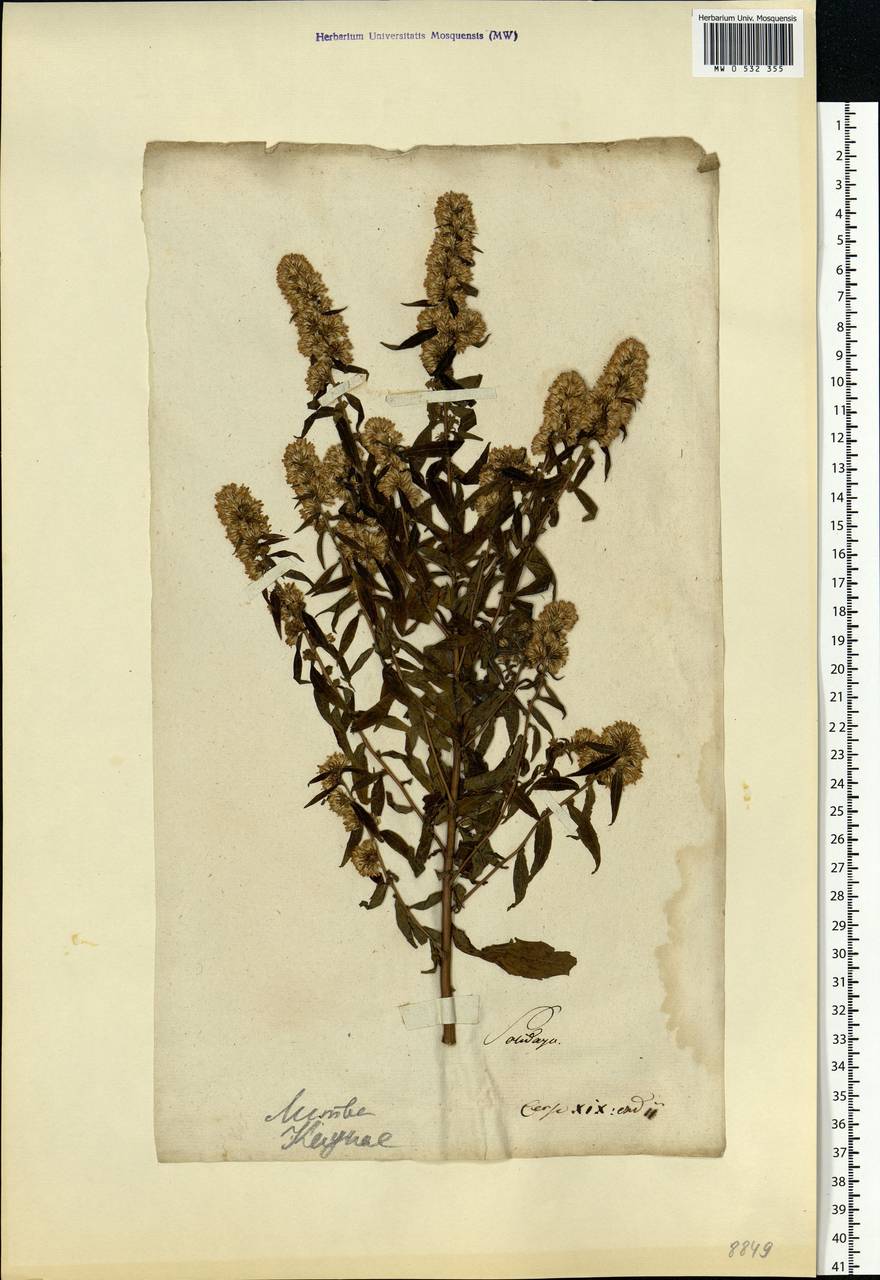 Solidago virgaurea L., Eastern Europe, Lithuania (E2a) (Lithuania)
