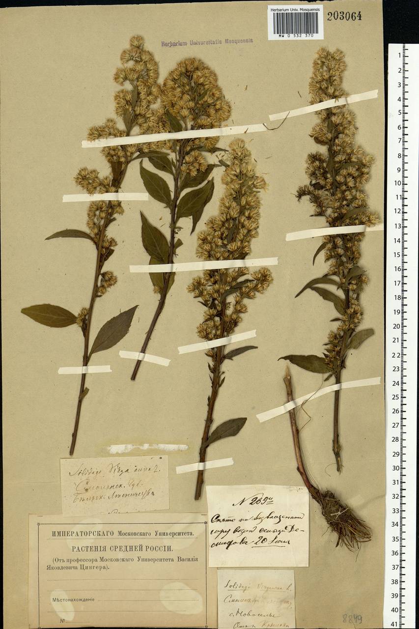 Solidago virgaurea L., Eastern Europe, North-Western region (E2) (Russia)