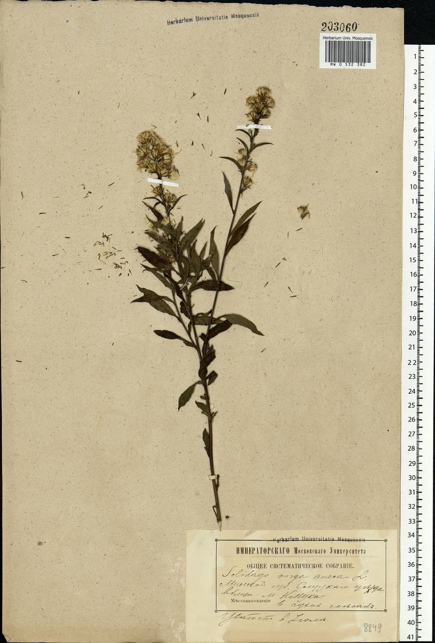 Solidago virgaurea L., Eastern Europe, Belarus (E3a) (Belarus)