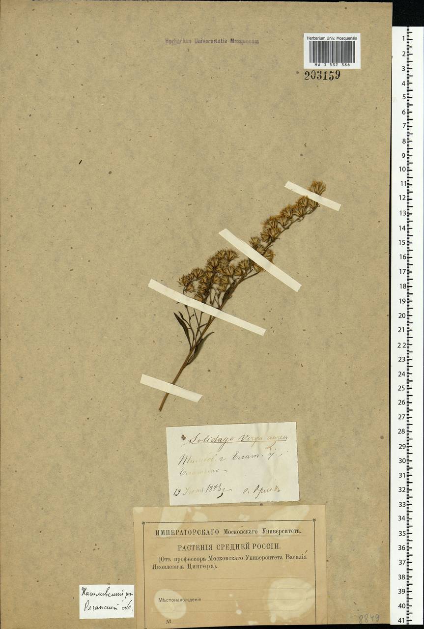 Solidago virgaurea L., Eastern Europe, Central region (E4) (Russia)