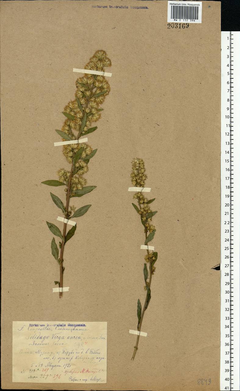 Solidago virgaurea L., Eastern Europe, Central region (E4) (Russia)