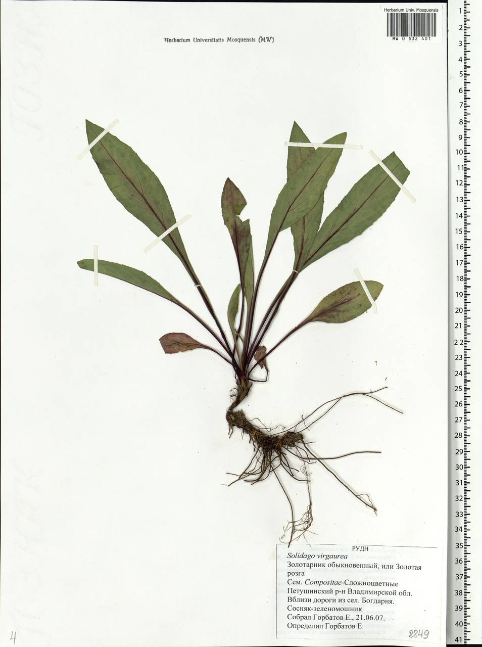 Solidago virgaurea L., Eastern Europe, Central region (E4) (Russia)