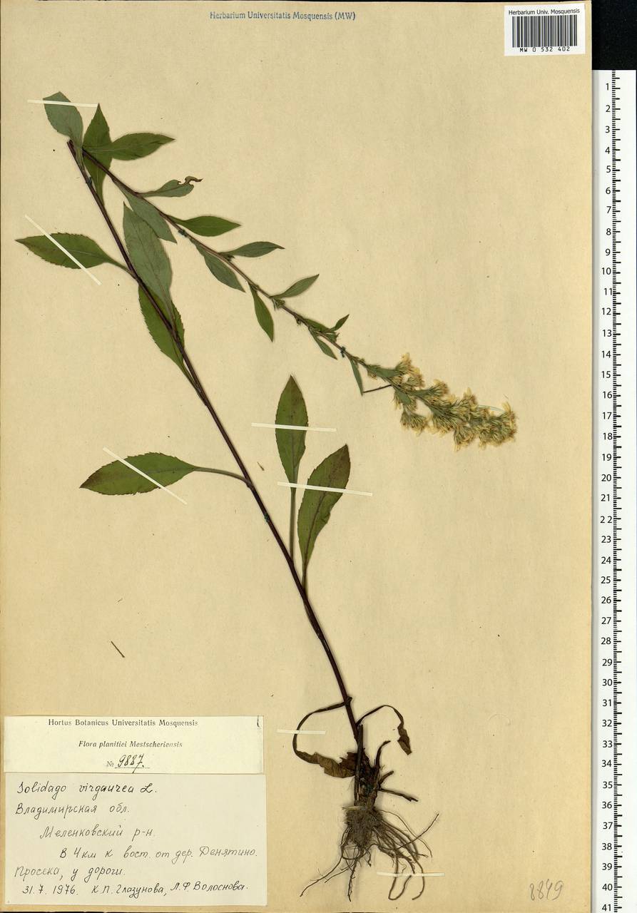 Solidago virgaurea L., Eastern Europe, Central region (E4) (Russia)