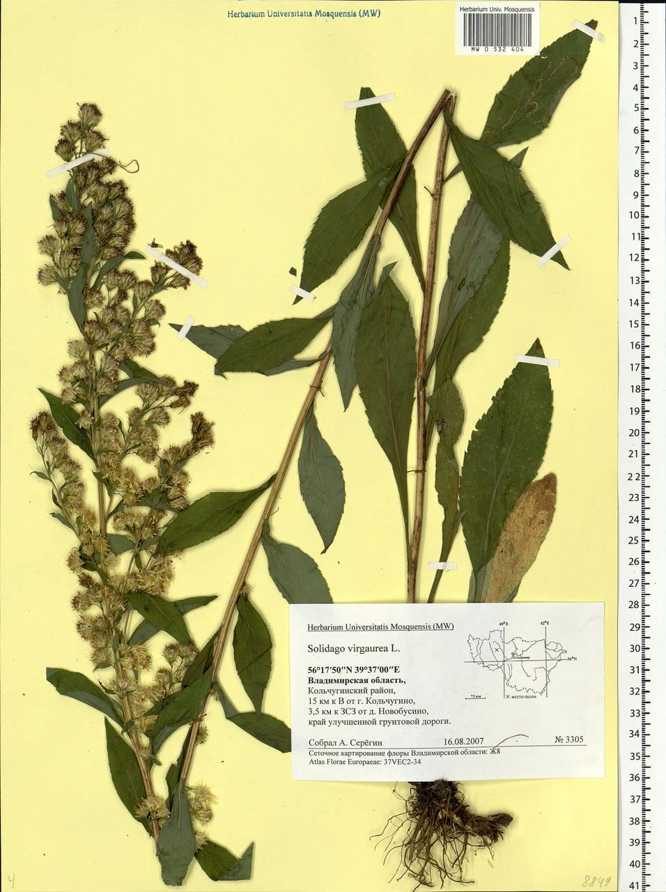 Solidago virgaurea L., Eastern Europe, Central region (E4) (Russia)