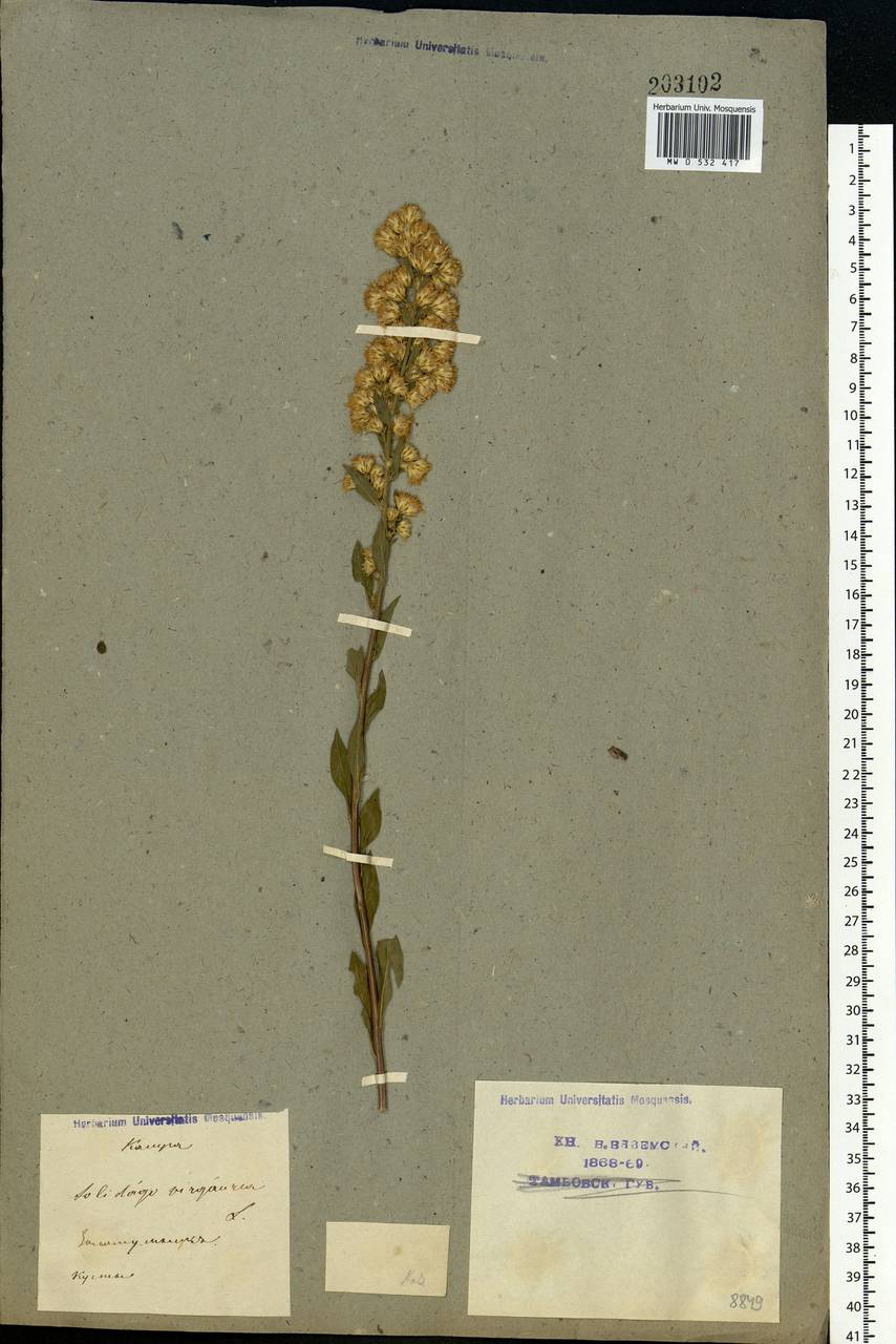 Solidago virgaurea L., Eastern Europe, Central region (E4) (Russia)