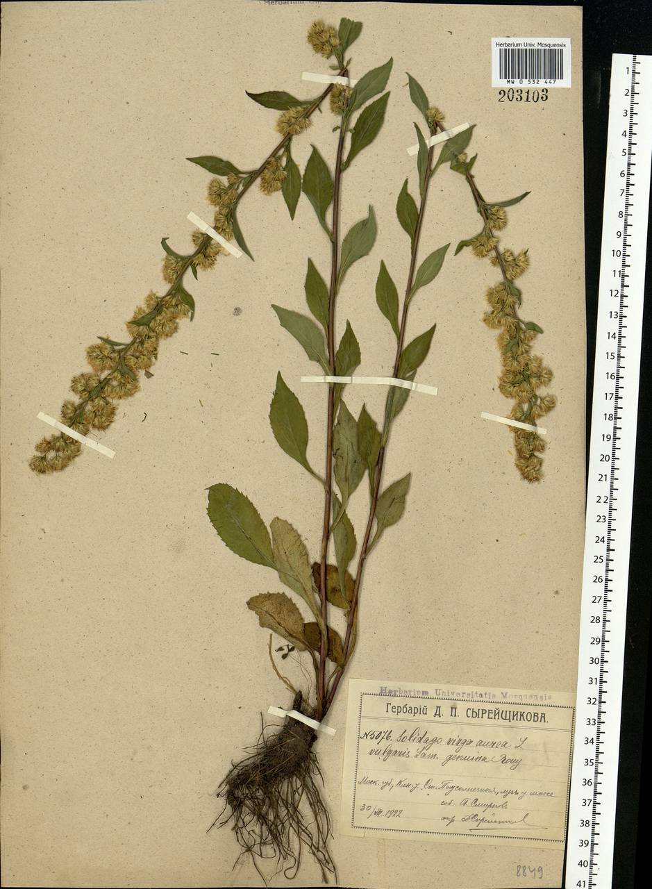 Solidago virgaurea L., Eastern Europe, Moscow region (E4a) (Russia)