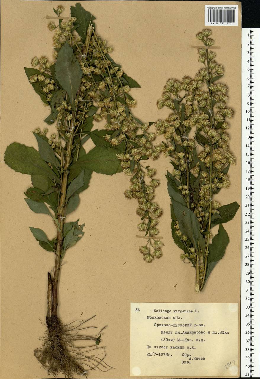 Solidago virgaurea L., Eastern Europe, Moscow region (E4a) (Russia)