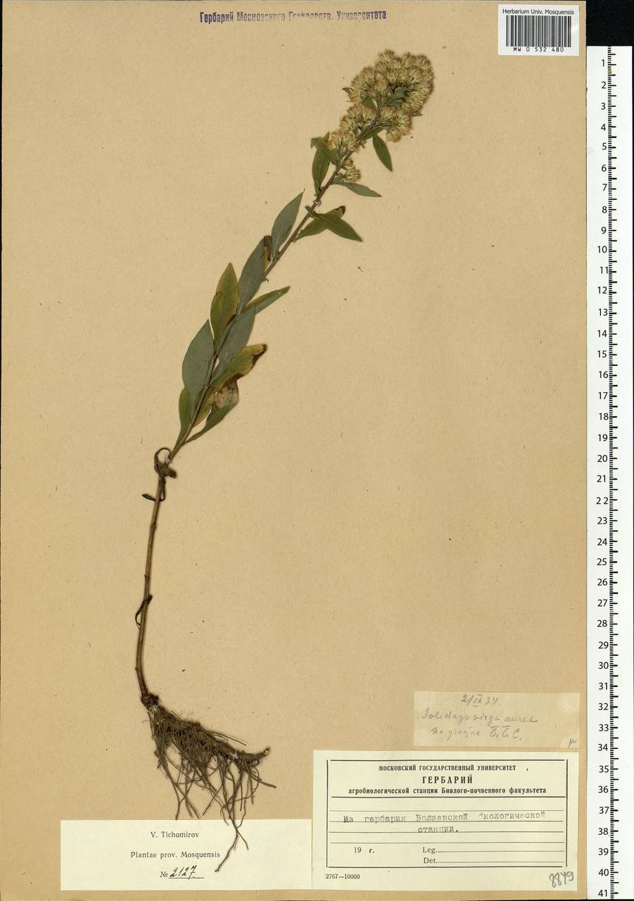 Solidago virgaurea L., Eastern Europe, Moscow region (E4a) (Russia)