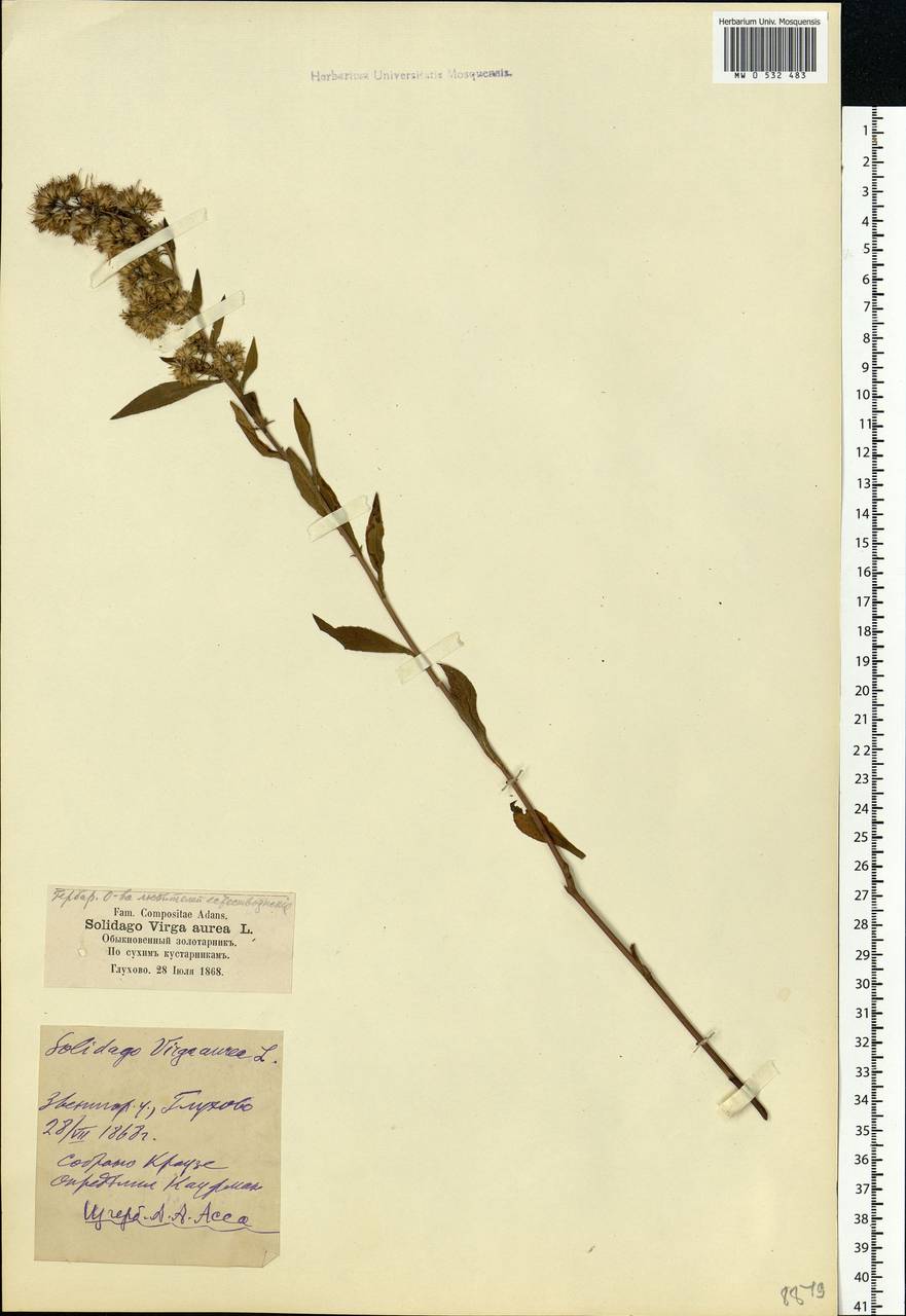 Solidago virgaurea L., Eastern Europe, Moscow region (E4a) (Russia)