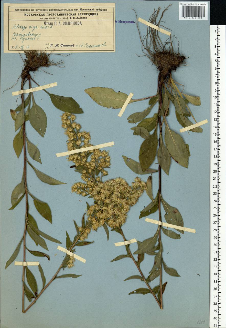 Solidago virgaurea L., Eastern Europe, Moscow region (E4a) (Russia)