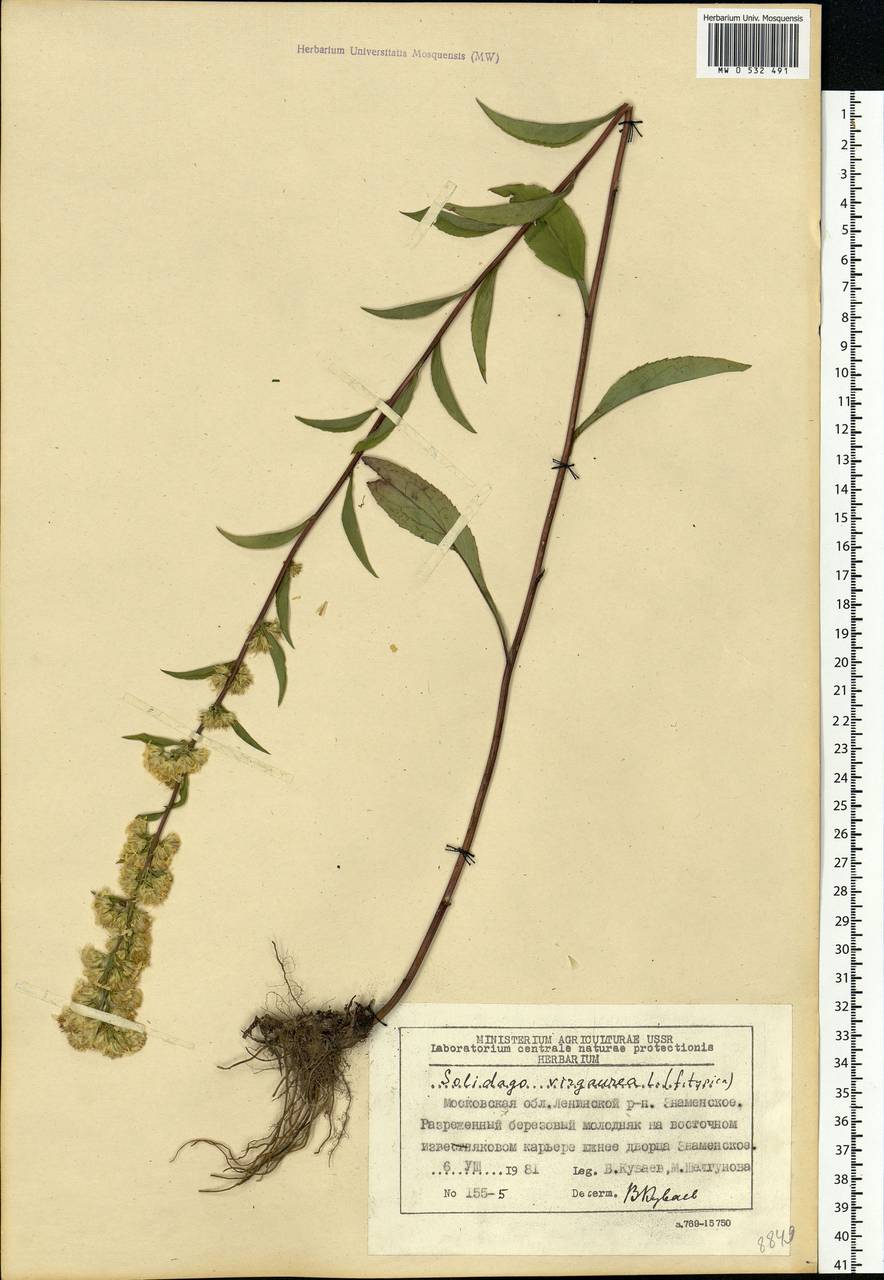 Solidago virgaurea L., Eastern Europe, Moscow region (E4a) (Russia)