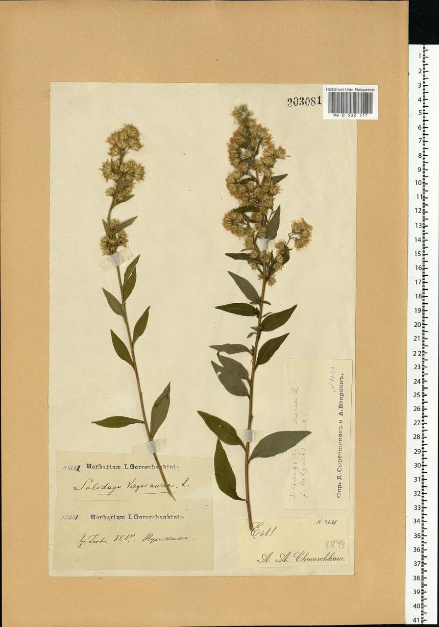 Solidago virgaurea L., Eastern Europe, Moscow region (E4a) (Russia)