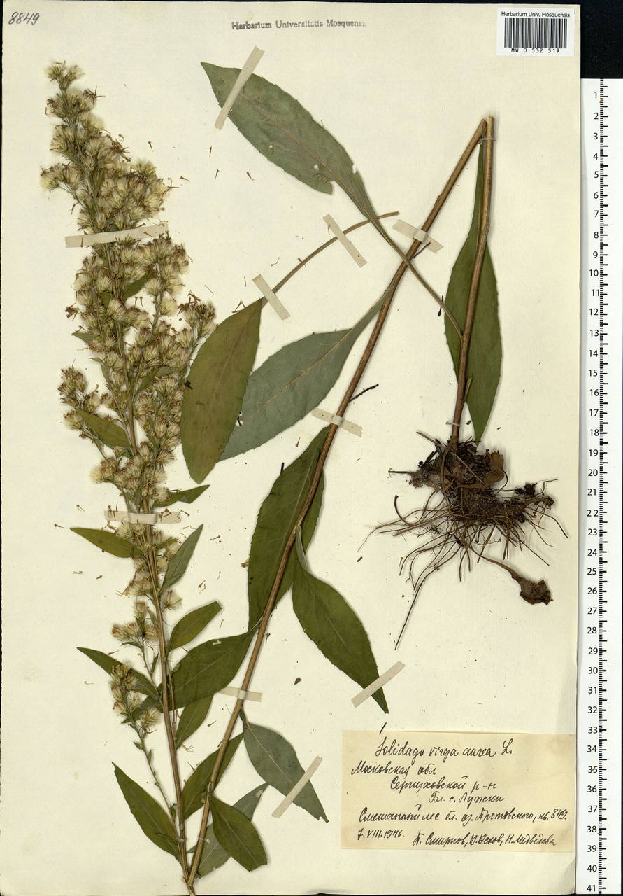 Solidago virgaurea L., Eastern Europe, Moscow region (E4a) (Russia)