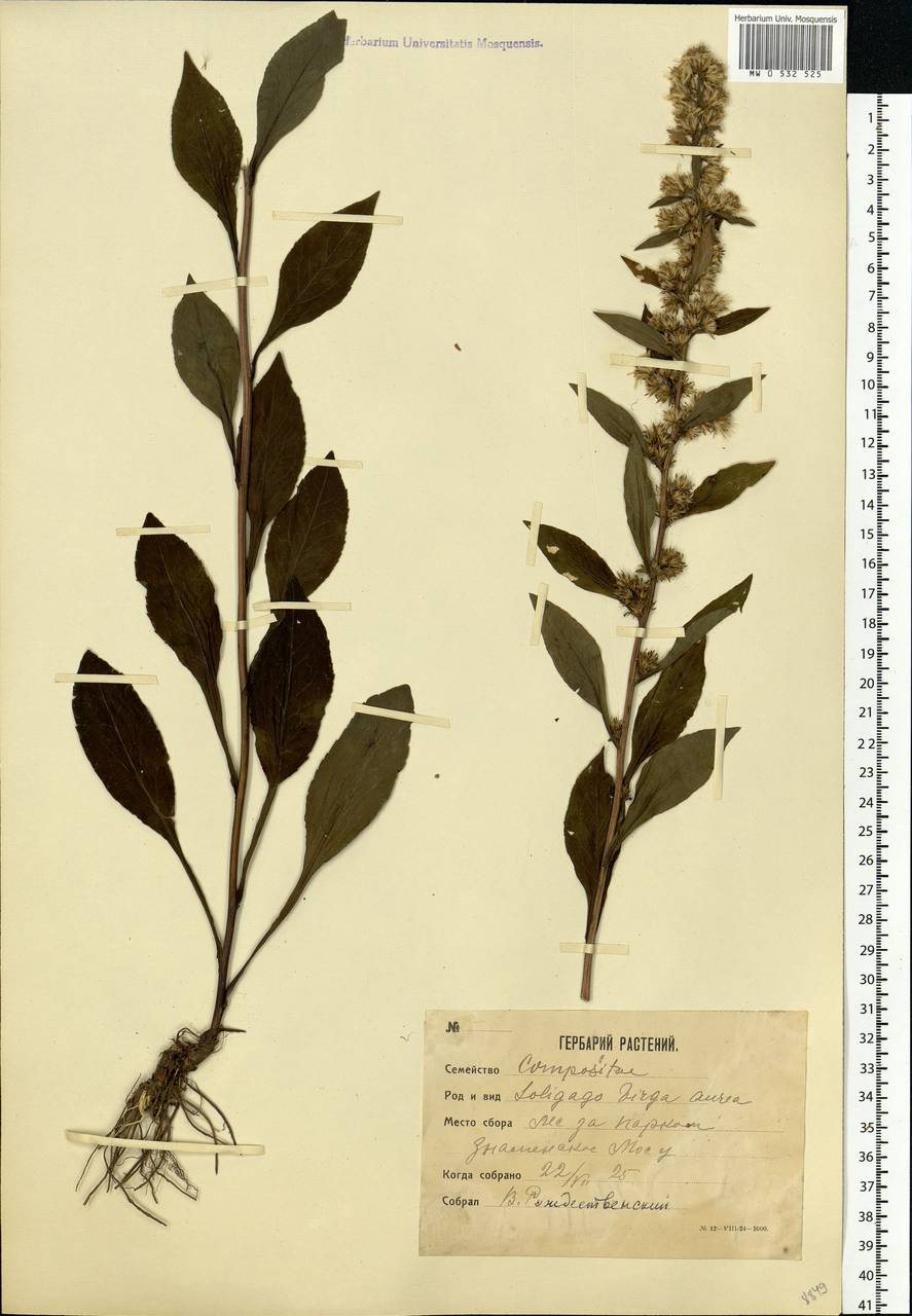 Solidago virgaurea L., Eastern Europe, Moscow region (E4a) (Russia)