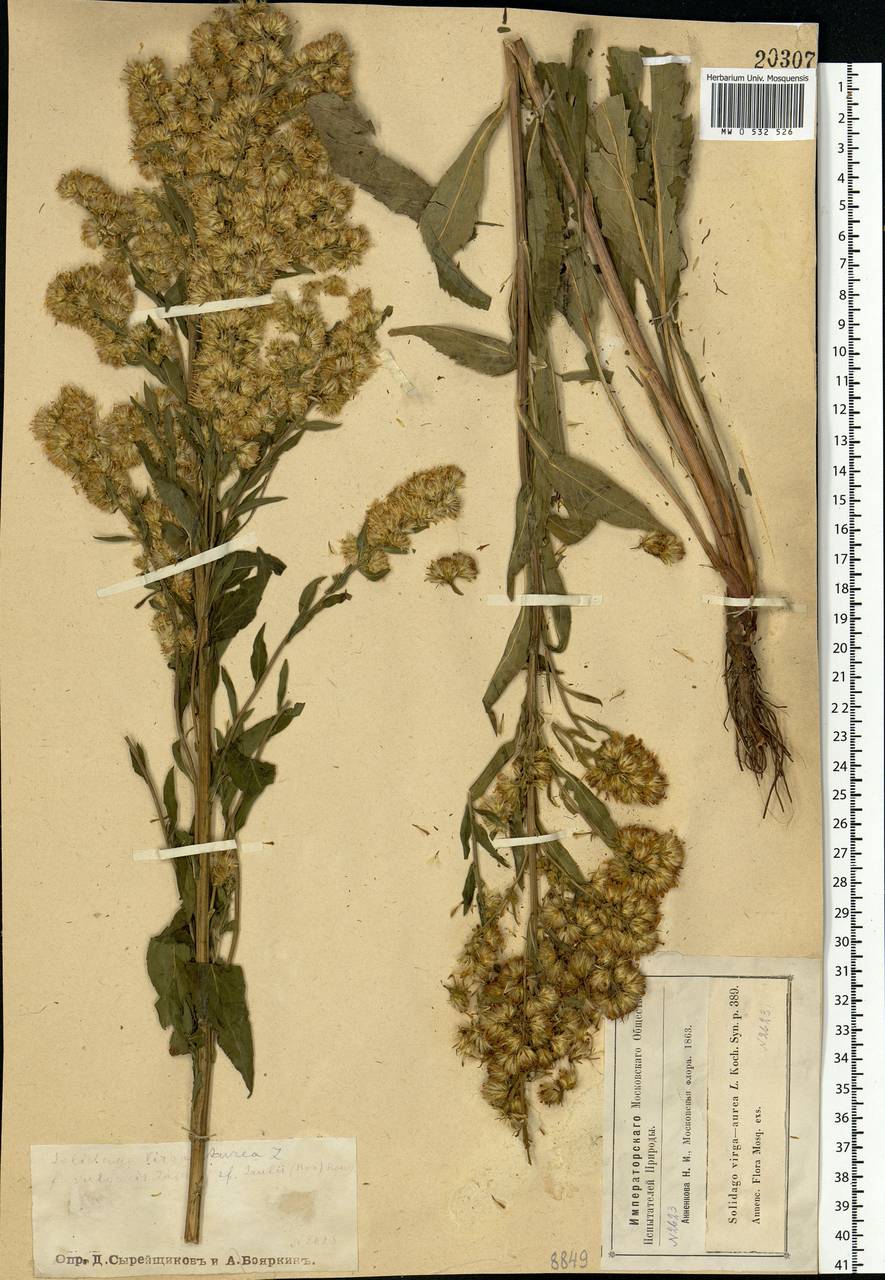 Solidago virgaurea L., Eastern Europe, Moscow region (E4a) (Russia)