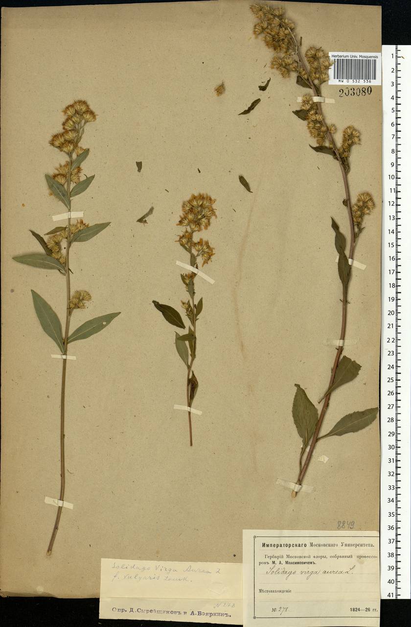 Solidago virgaurea L., Eastern Europe, Moscow region (E4a) (Russia)