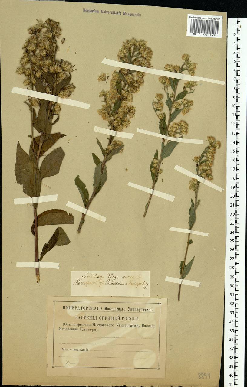 Solidago virgaurea L., Eastern Europe, Central forest region (E5) (Russia)