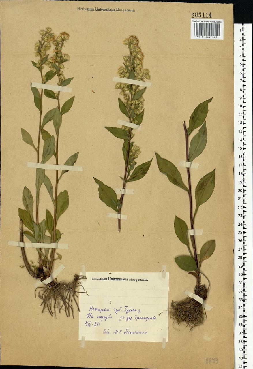 Solidago virgaurea L., Eastern Europe, Central forest region (E5) (Russia)
