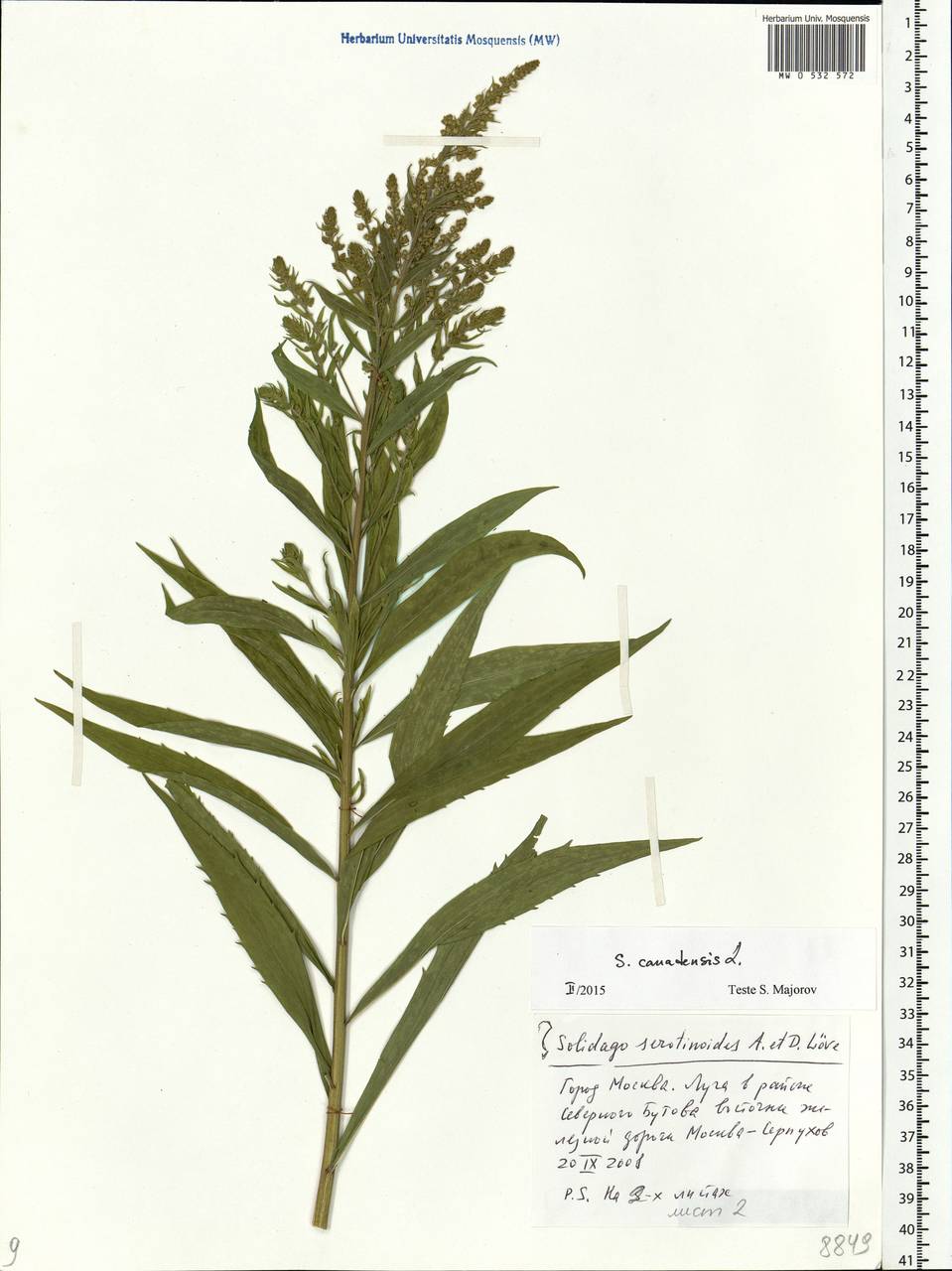 Solidago canadensis L., Eastern Europe, Moscow region (E4a) (Russia)