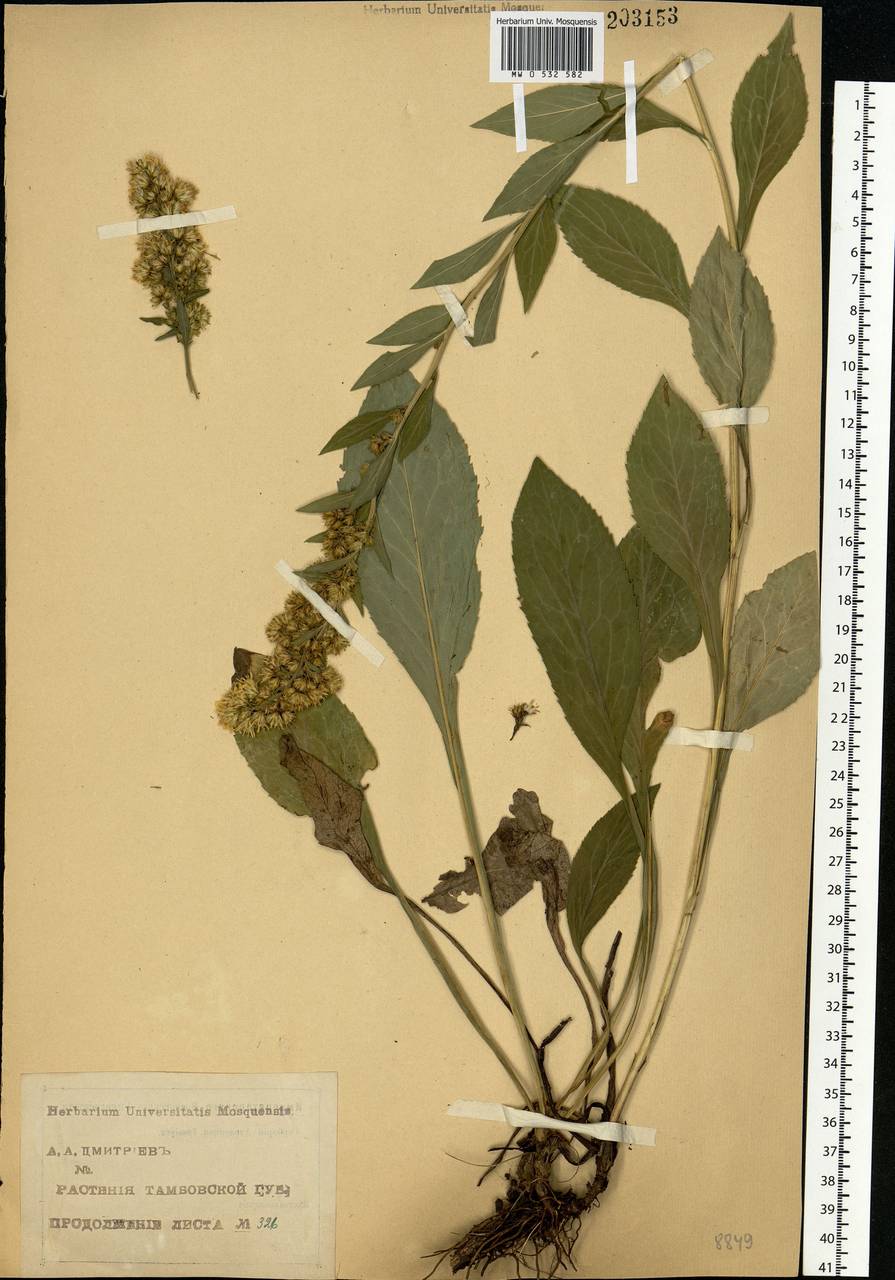 Solidago virgaurea L., Eastern Europe, Central forest-and-steppe region (E6) (Russia)