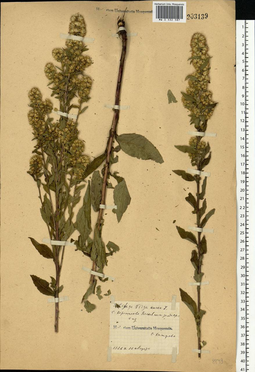 Solidago virgaurea L., Eastern Europe, Central forest-and-steppe region (E6) (Russia)