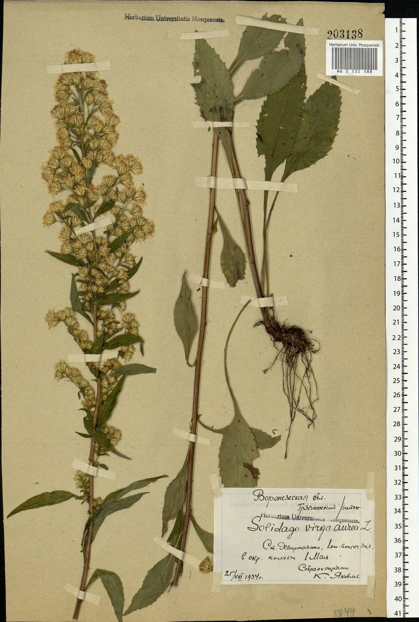 Solidago virgaurea L., Eastern Europe, Central forest-and-steppe region (E6) (Russia)