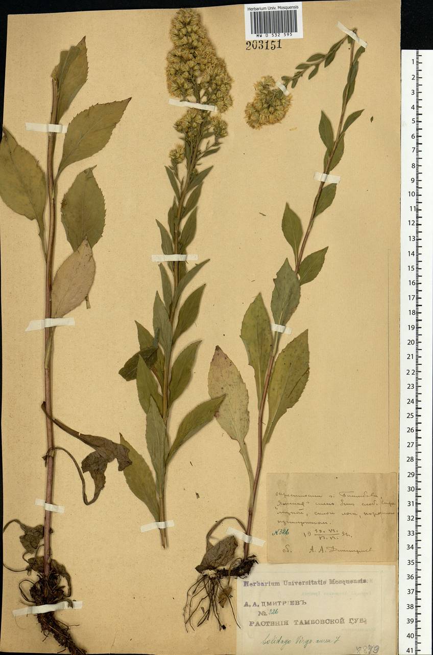 Solidago virgaurea L., Eastern Europe, Central forest-and-steppe region (E6) (Russia)