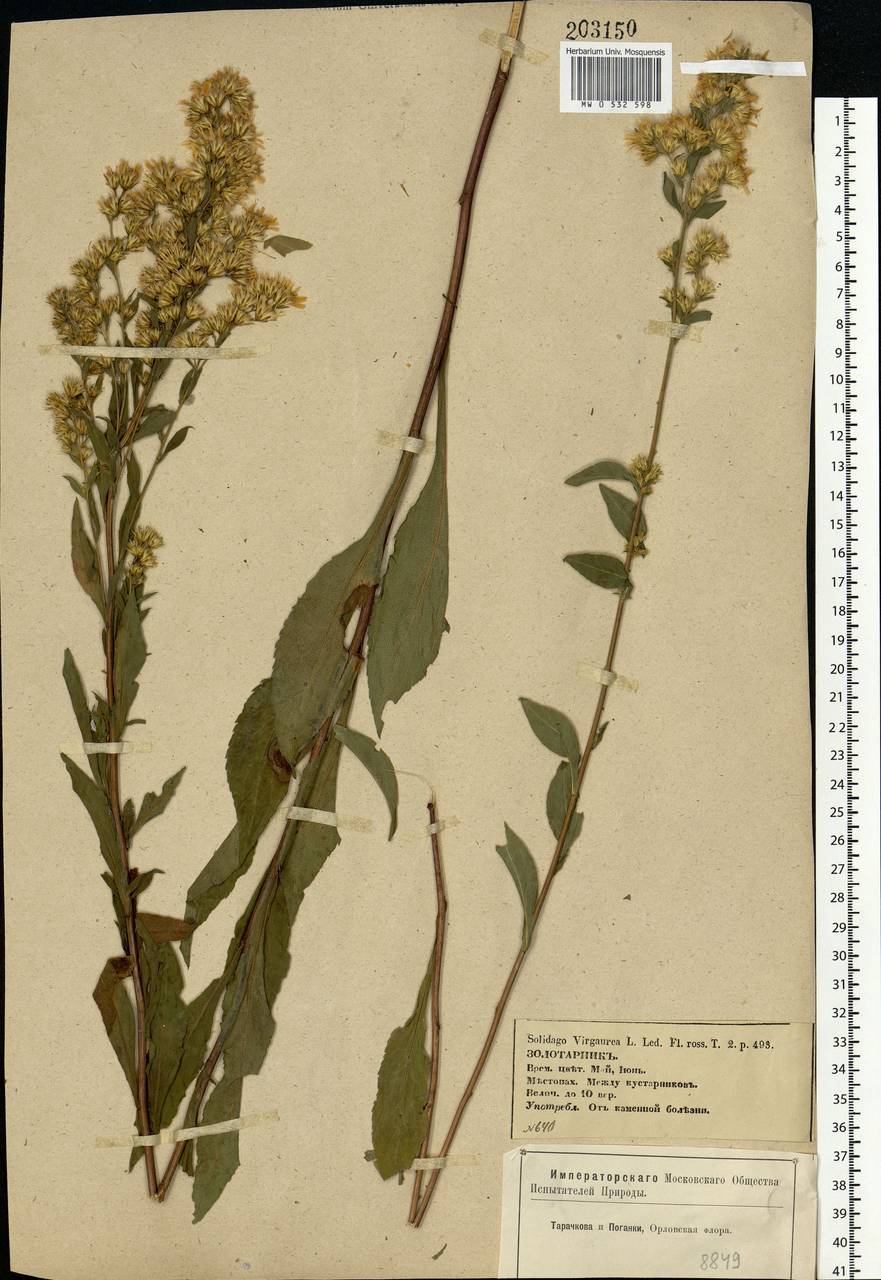 Solidago virgaurea L., Eastern Europe, Central forest-and-steppe region (E6) (Russia)