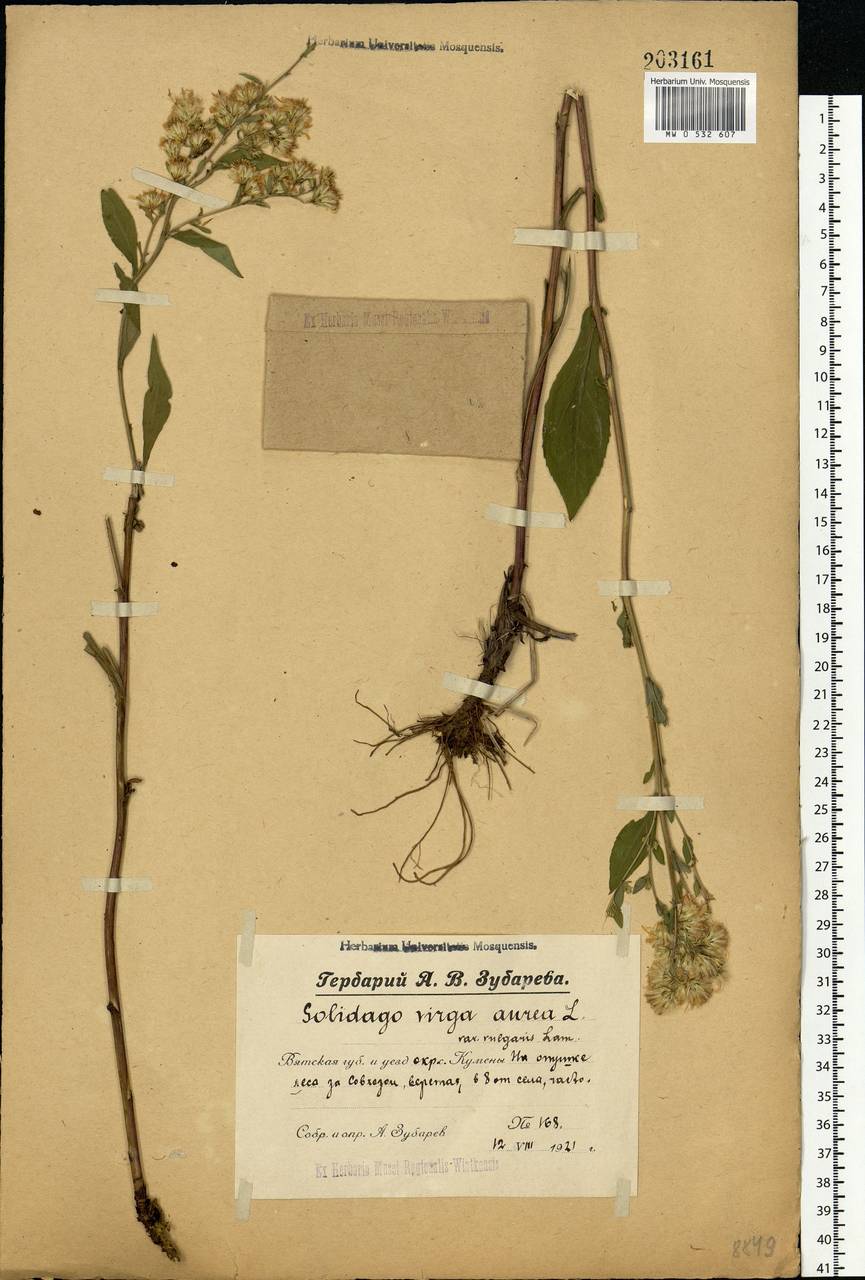 Solidago virgaurea L., Eastern Europe, Volga-Kama region (E7) (Russia)