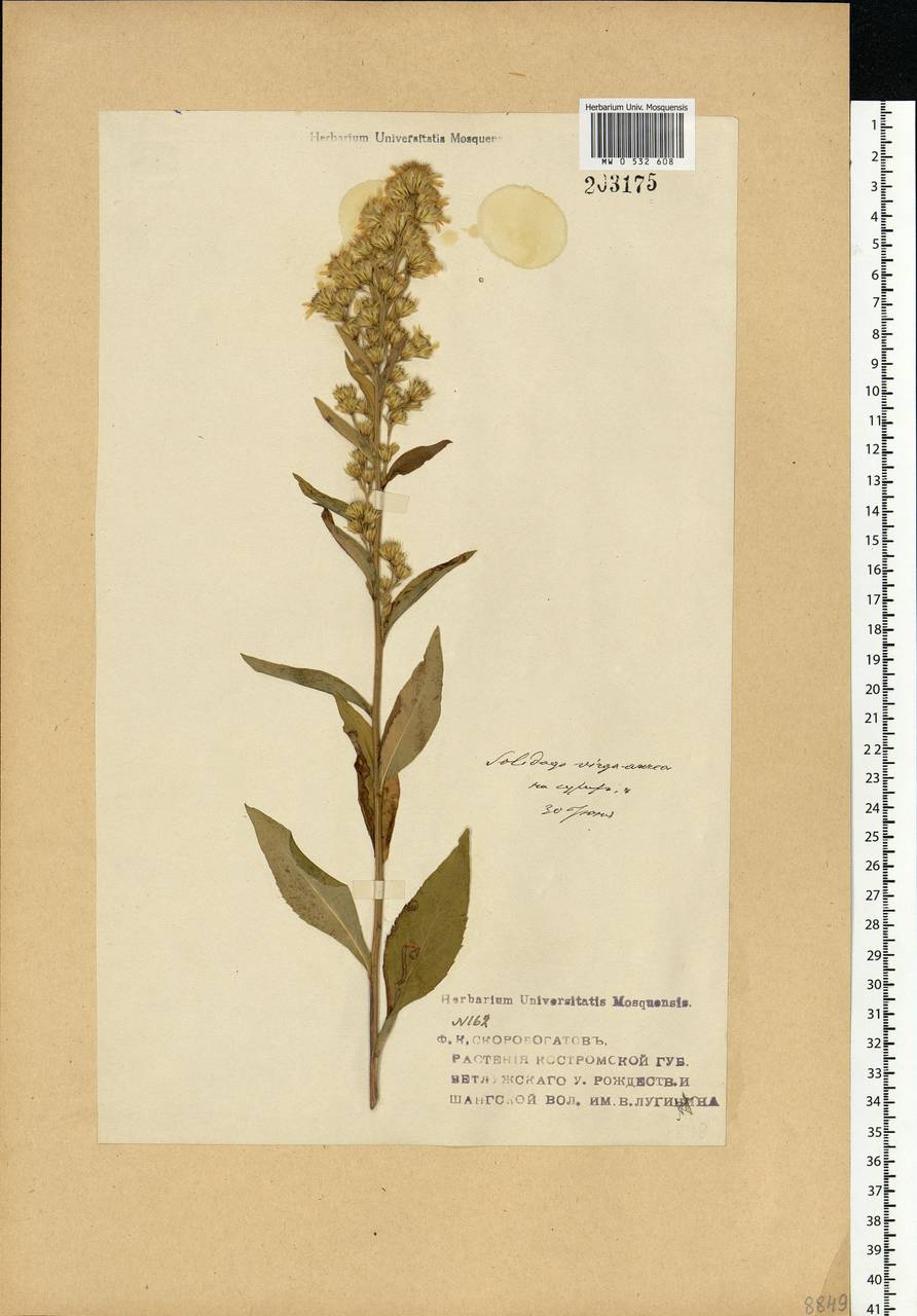 Solidago virgaurea L., Eastern Europe, Volga-Kama region (E7) (Russia)