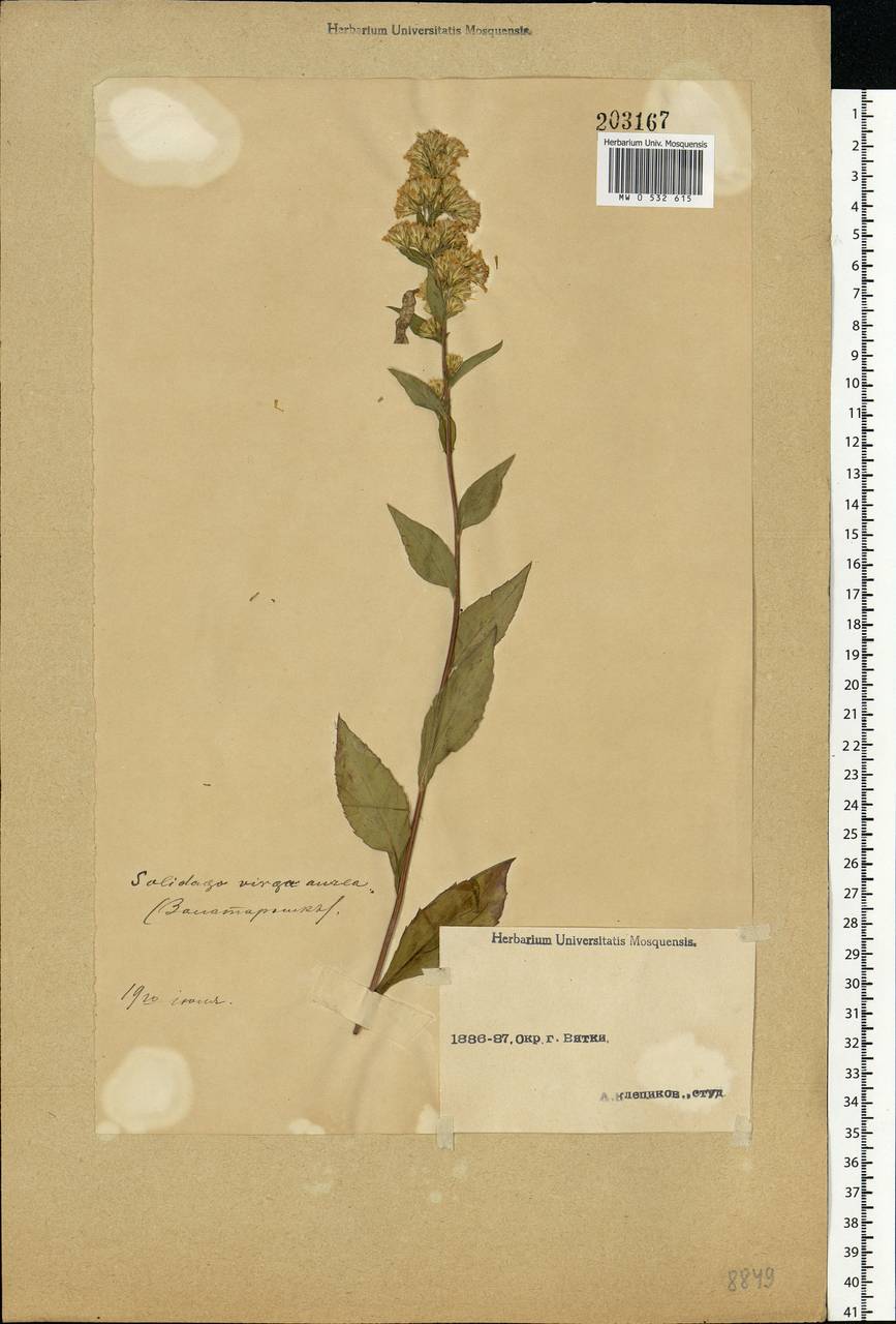 Solidago virgaurea L., Eastern Europe, Volga-Kama region (E7) (Russia)