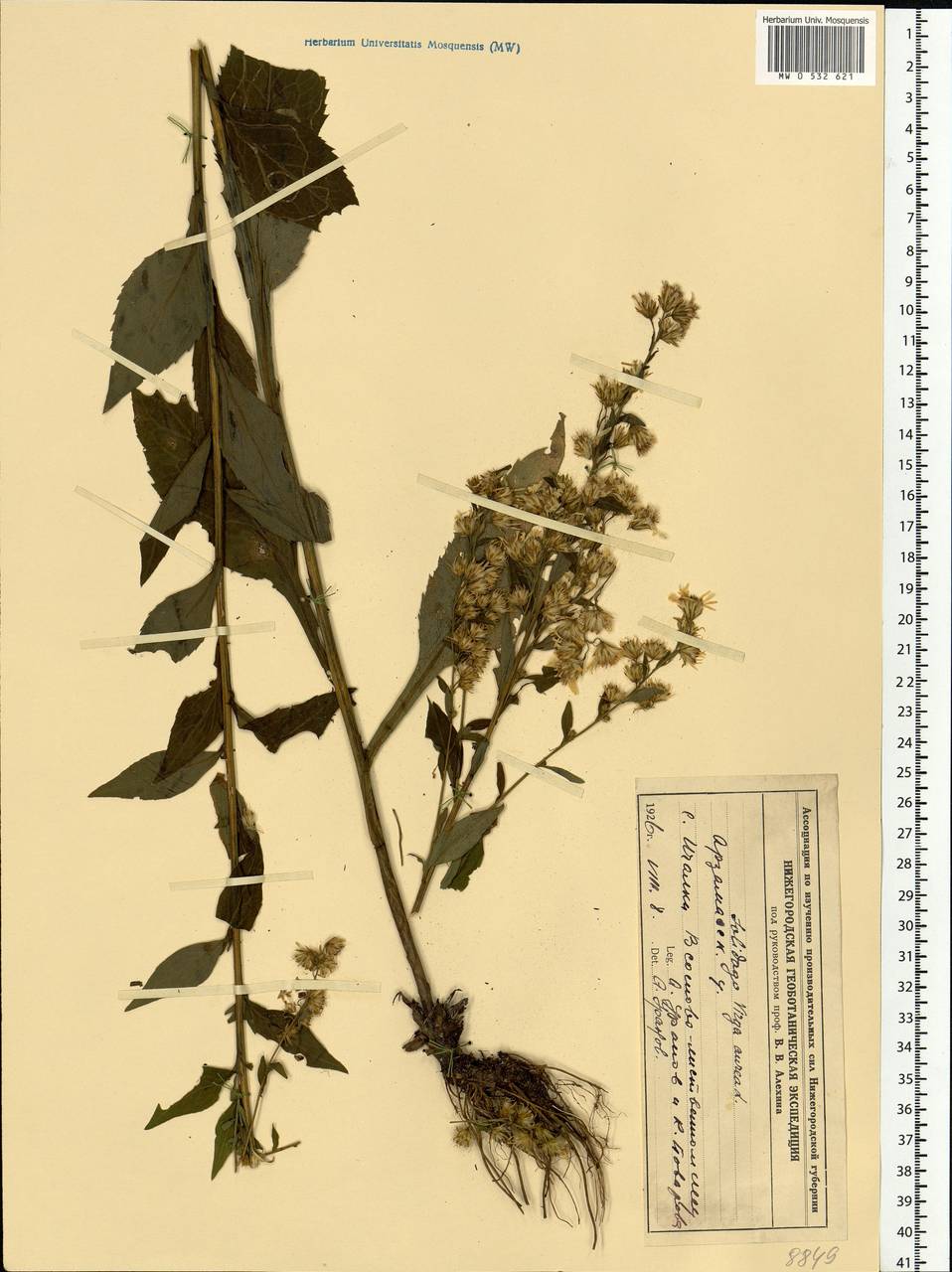 Solidago virgaurea L., Eastern Europe, Volga-Kama region (E7) (Russia)