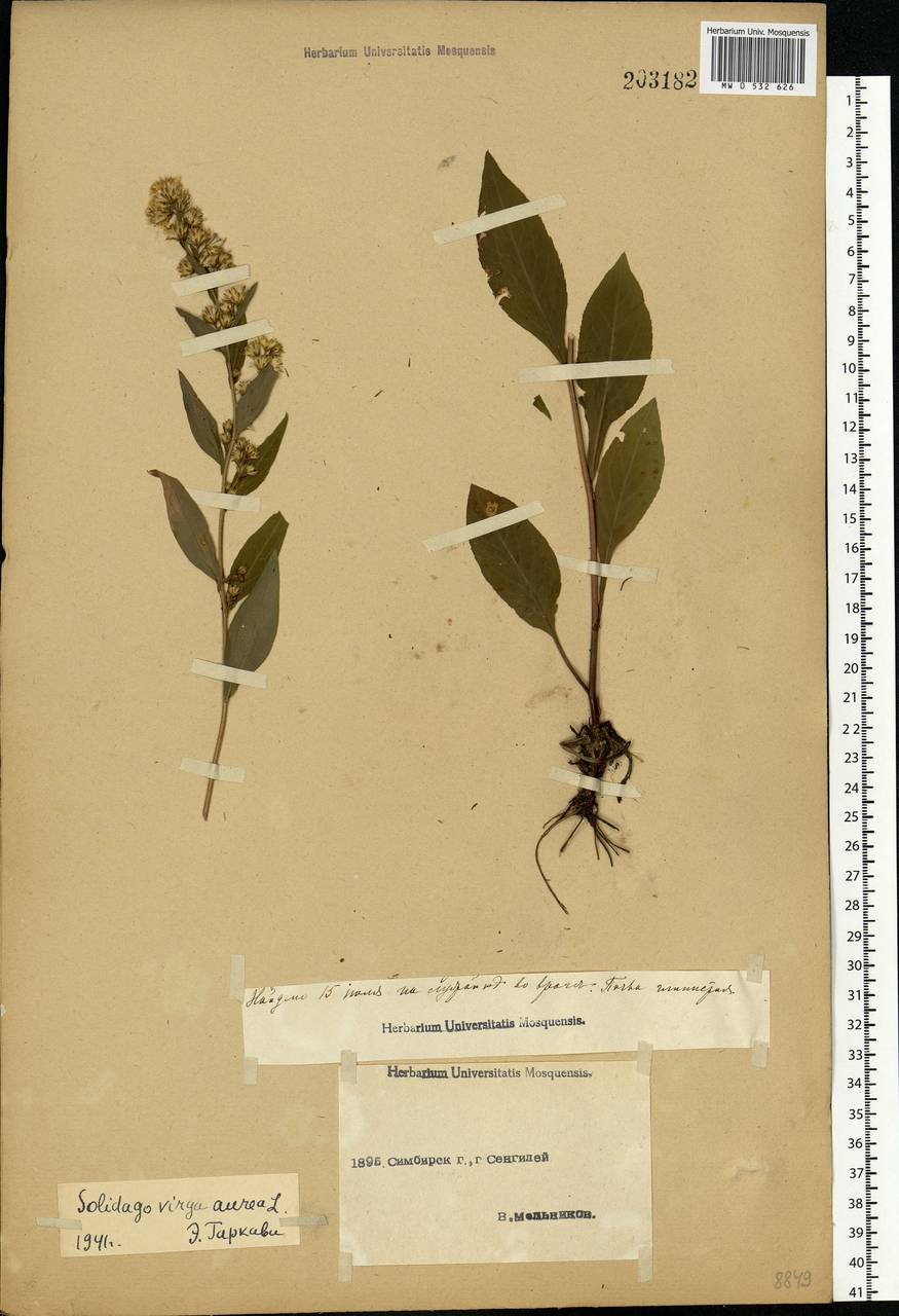 Solidago virgaurea L., Eastern Europe, Middle Volga region (E8) (Russia)