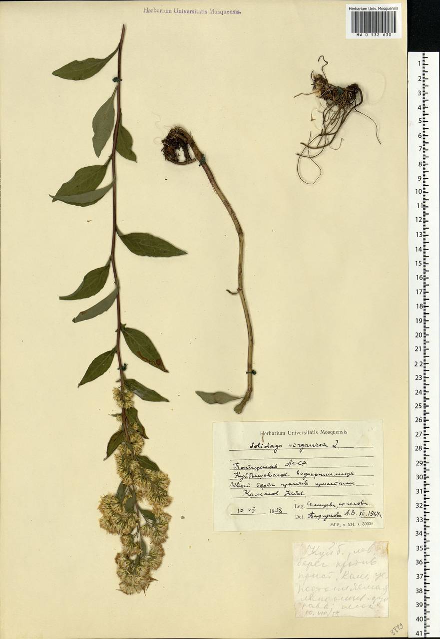 Solidago virgaurea L., Eastern Europe, Middle Volga region (E8) (Russia)