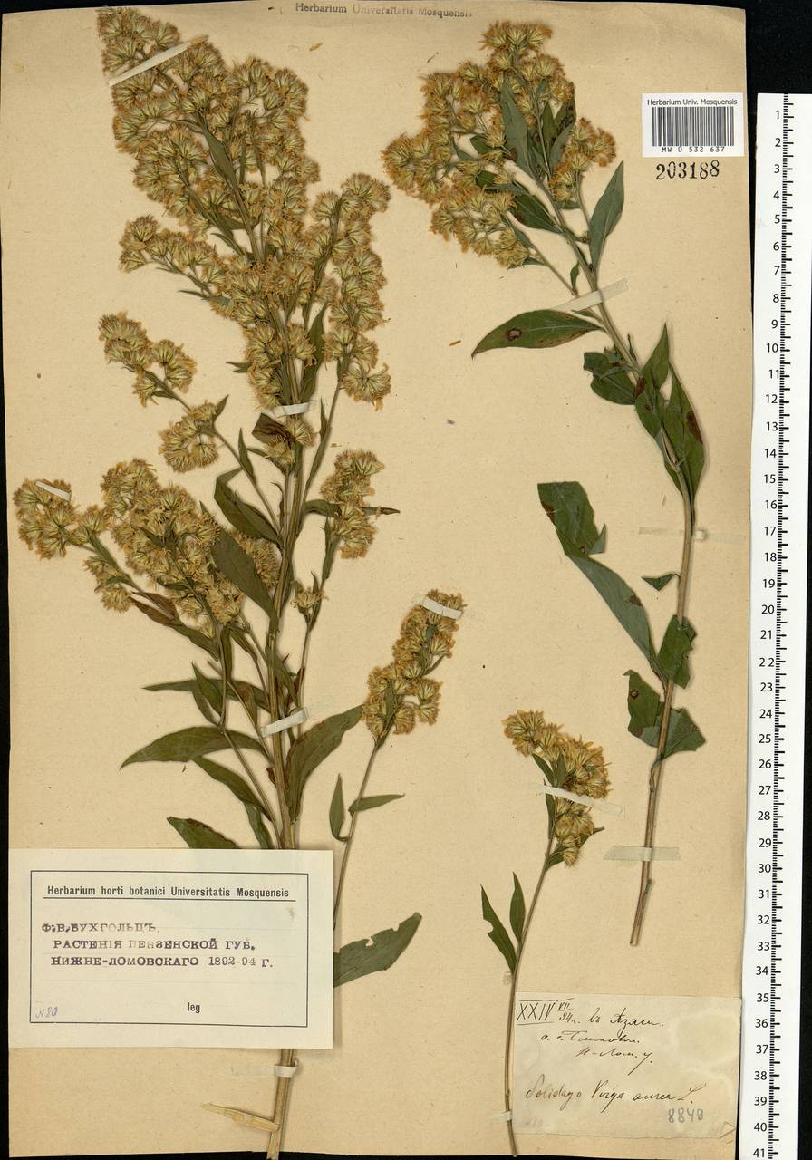 Solidago virgaurea L., Eastern Europe, Middle Volga region (E8) (Russia)