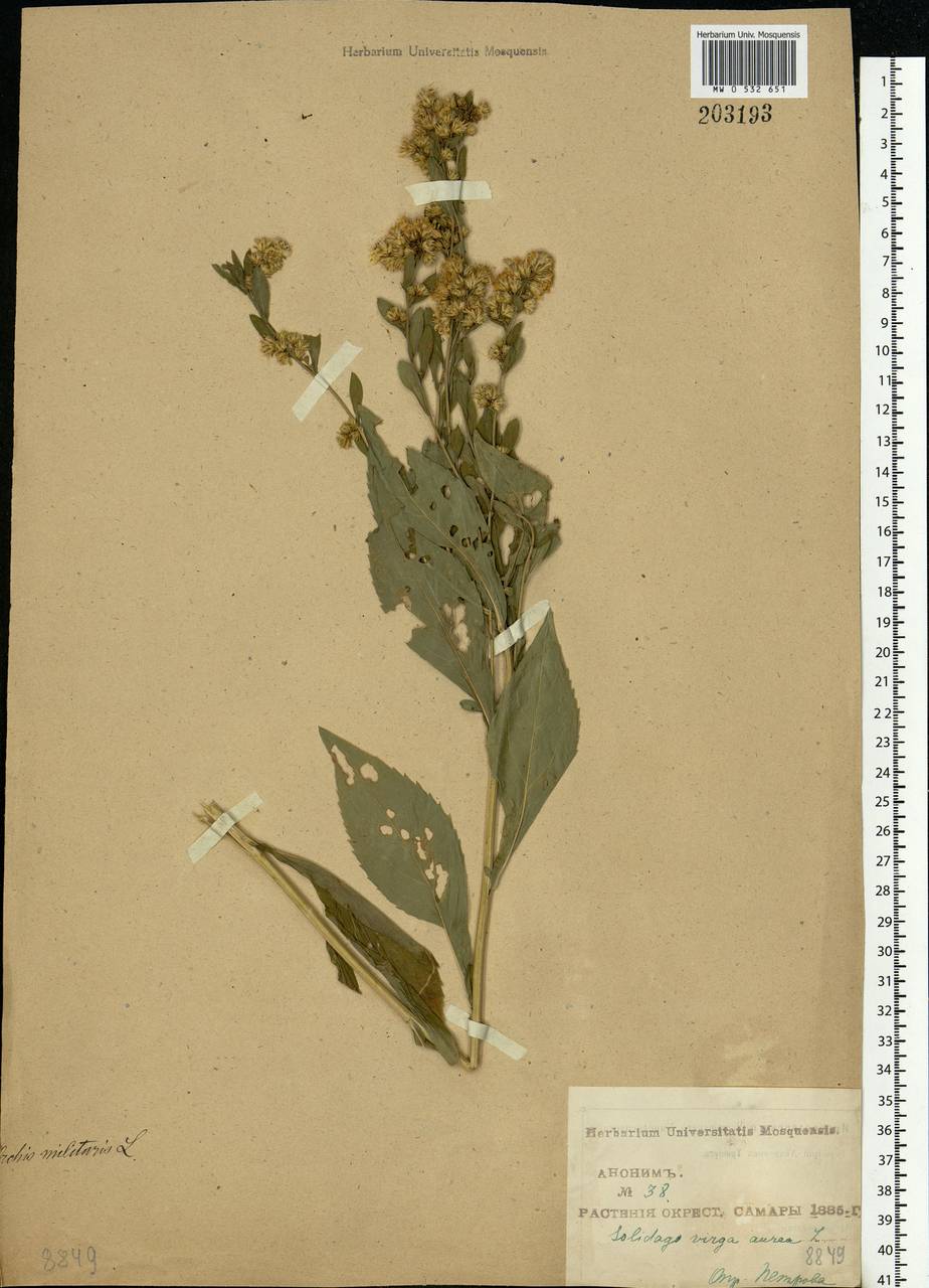 Solidago virgaurea L., Eastern Europe, Middle Volga region (E8) (Russia)