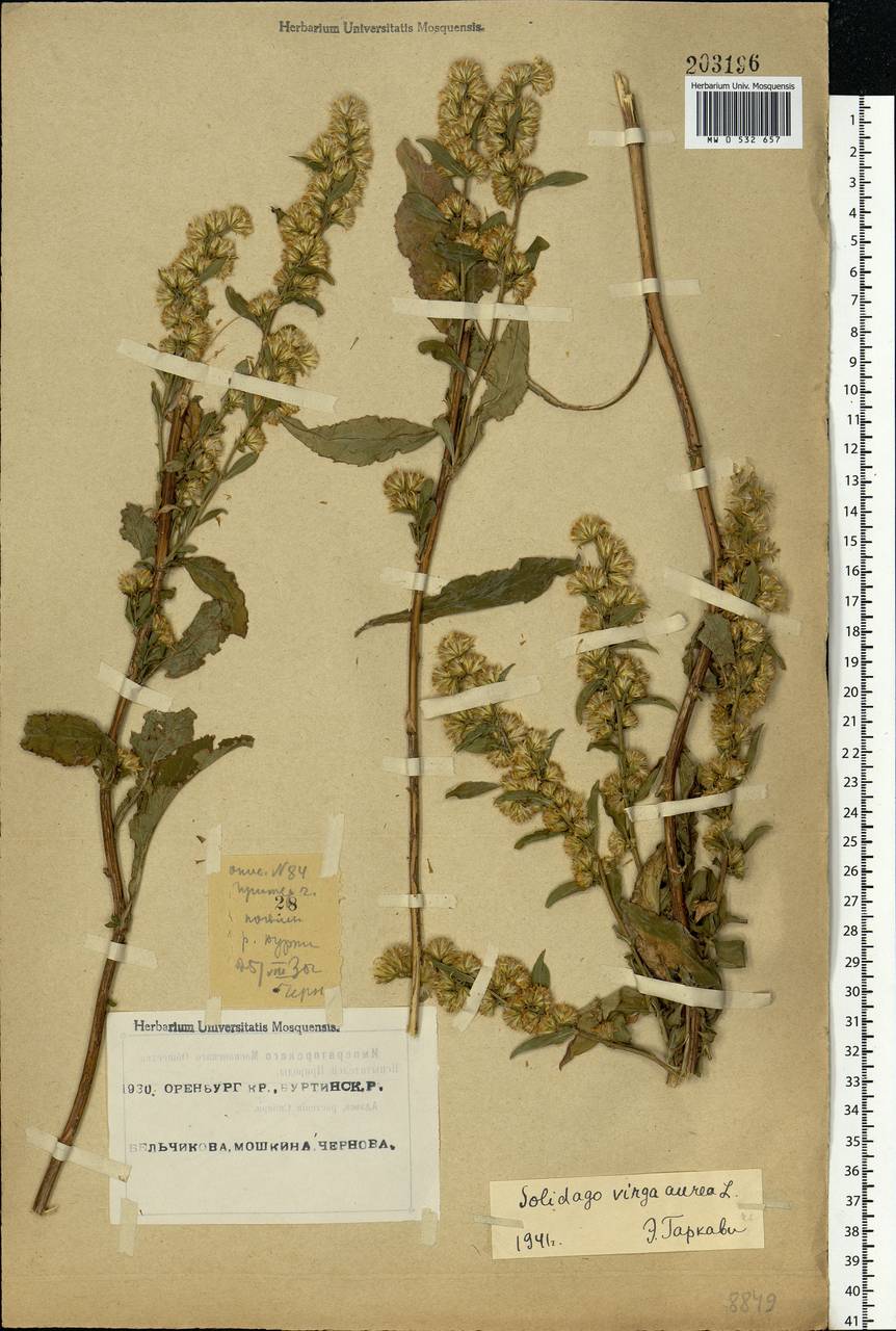 Solidago virgaurea L., Eastern Europe, Eastern region (E10) (Russia)