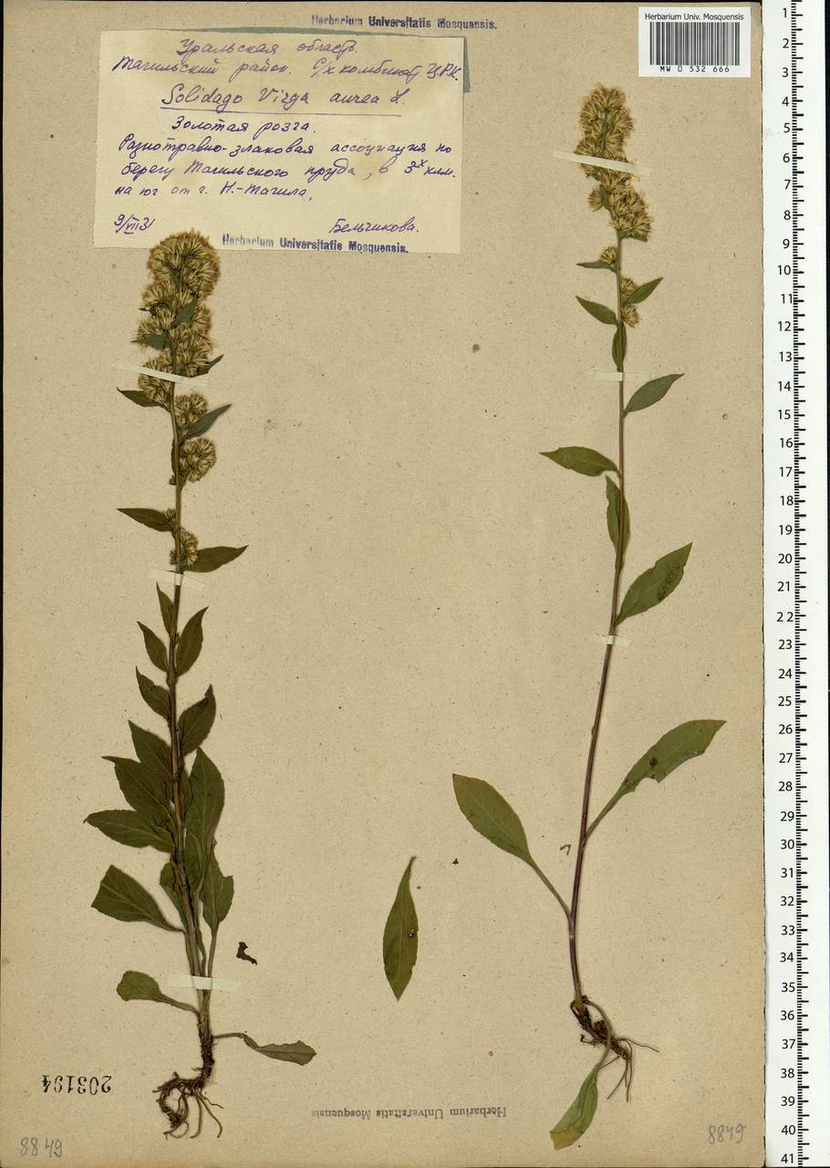 Solidago virgaurea L., Eastern Europe, Eastern region (E10) (Russia)