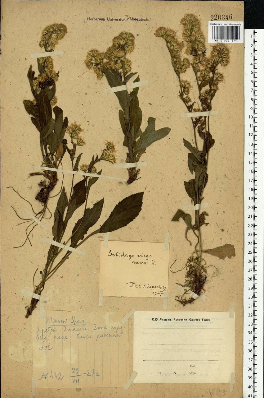 Solidago virgaurea L., Eastern Europe, Eastern region (E10) (Russia)