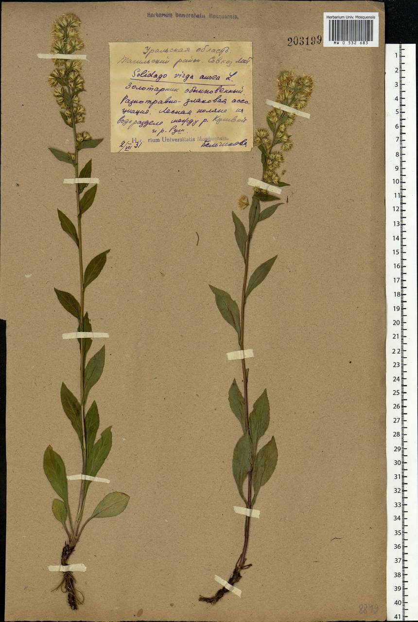 Solidago virgaurea L., Eastern Europe, Eastern region (E10) (Russia)