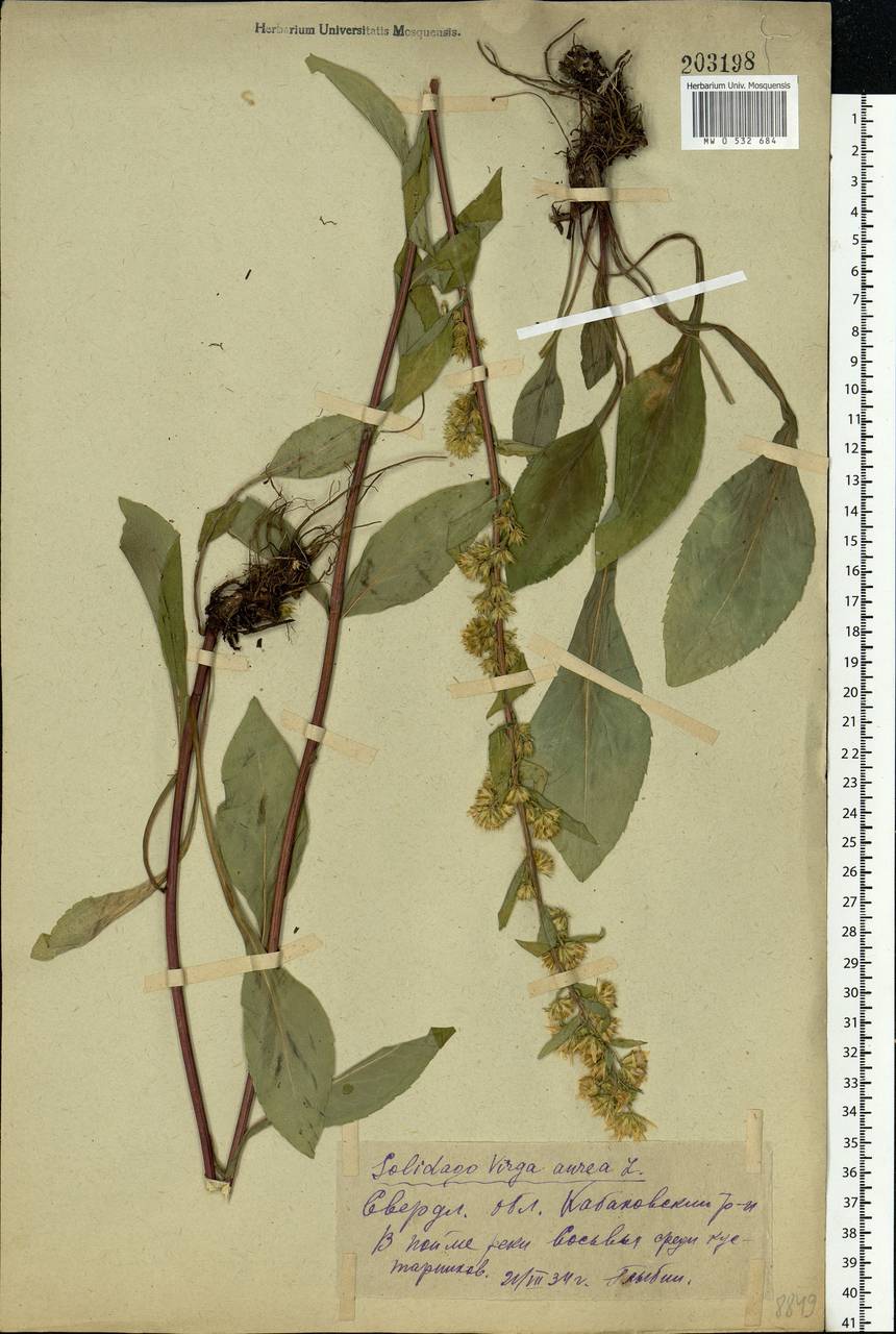 Solidago virgaurea L., Eastern Europe, Eastern region (E10) (Russia)