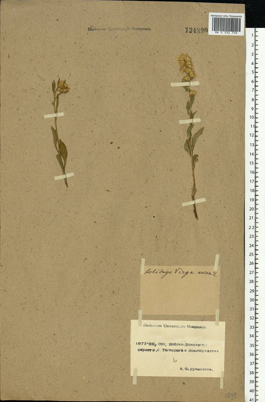 Solidago virgaurea L., Eastern Europe, Rostov Oblast (E12a) (Russia)