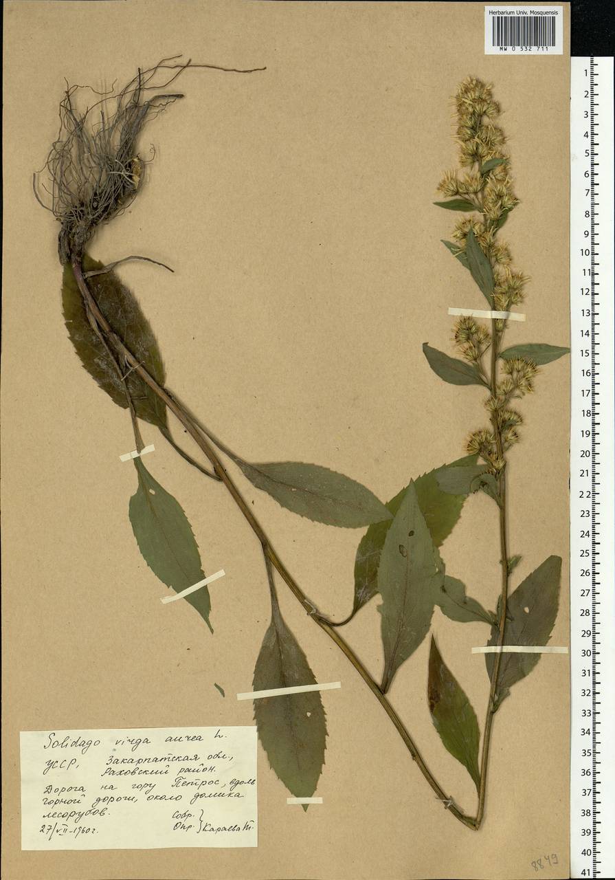 Solidago virgaurea L., Eastern Europe, West Ukrainian region (E13) (Ukraine)