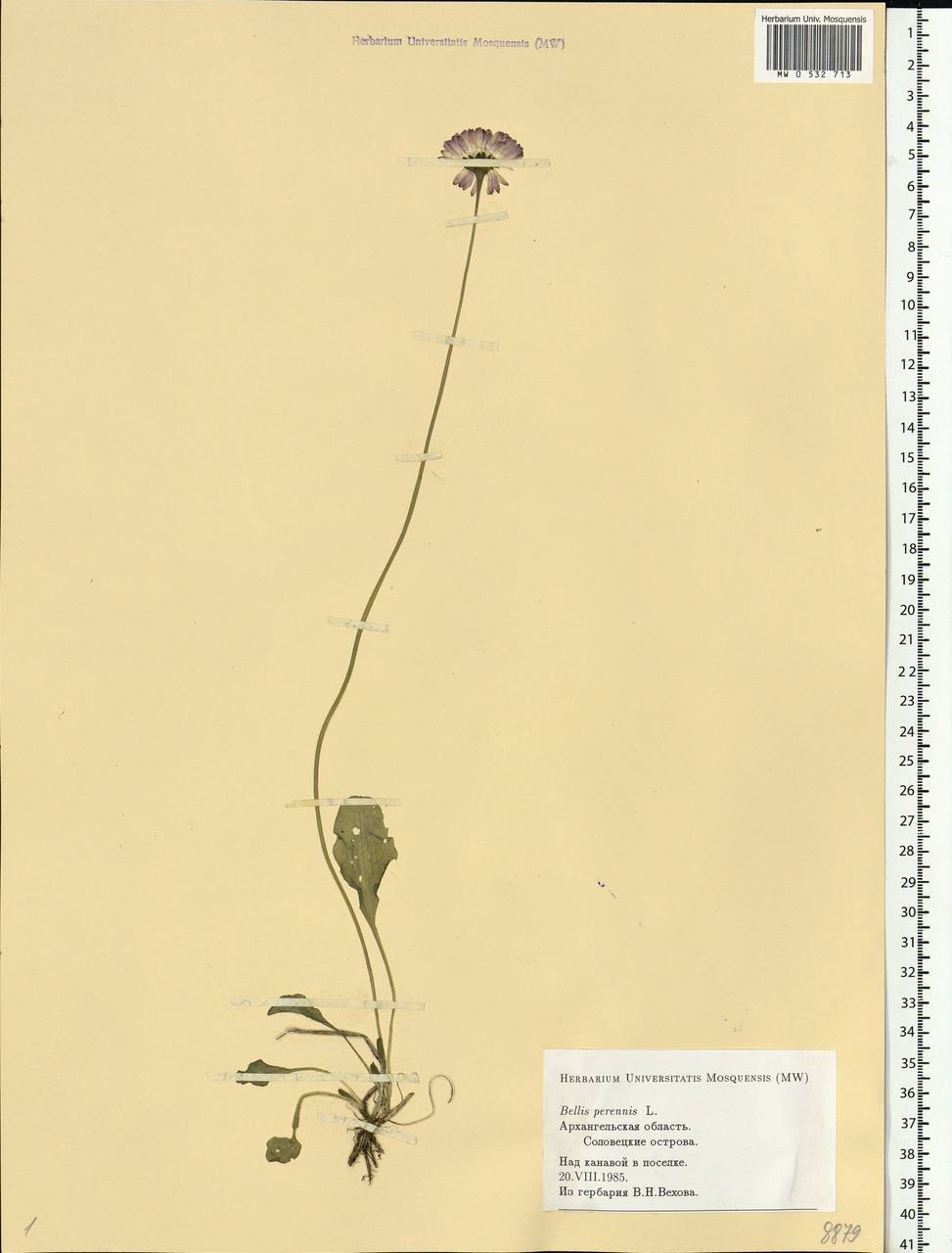 Bellis perennis L., Eastern Europe, Northern region (E1) (Russia)