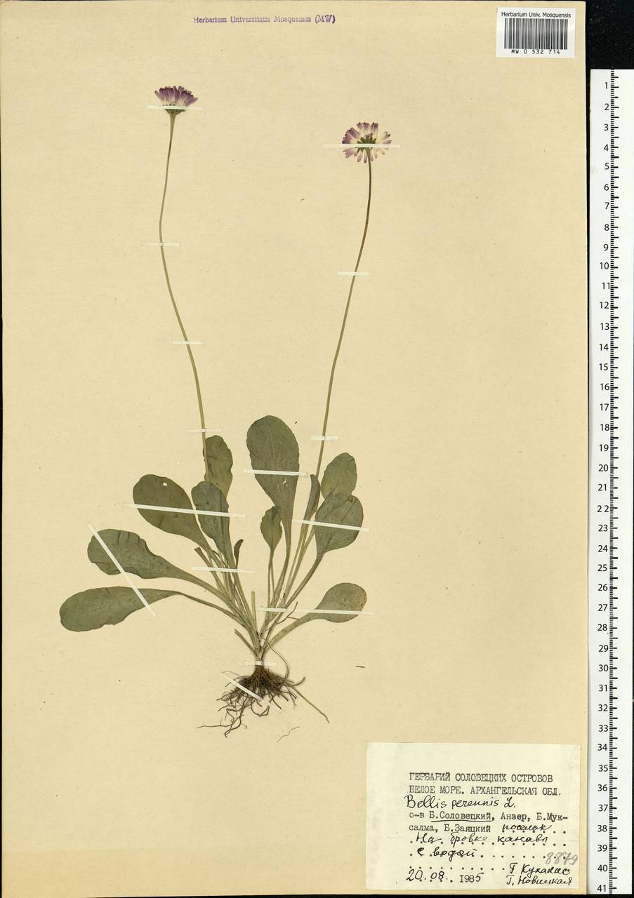 Bellis perennis L., Eastern Europe, Northern region (E1) (Russia)