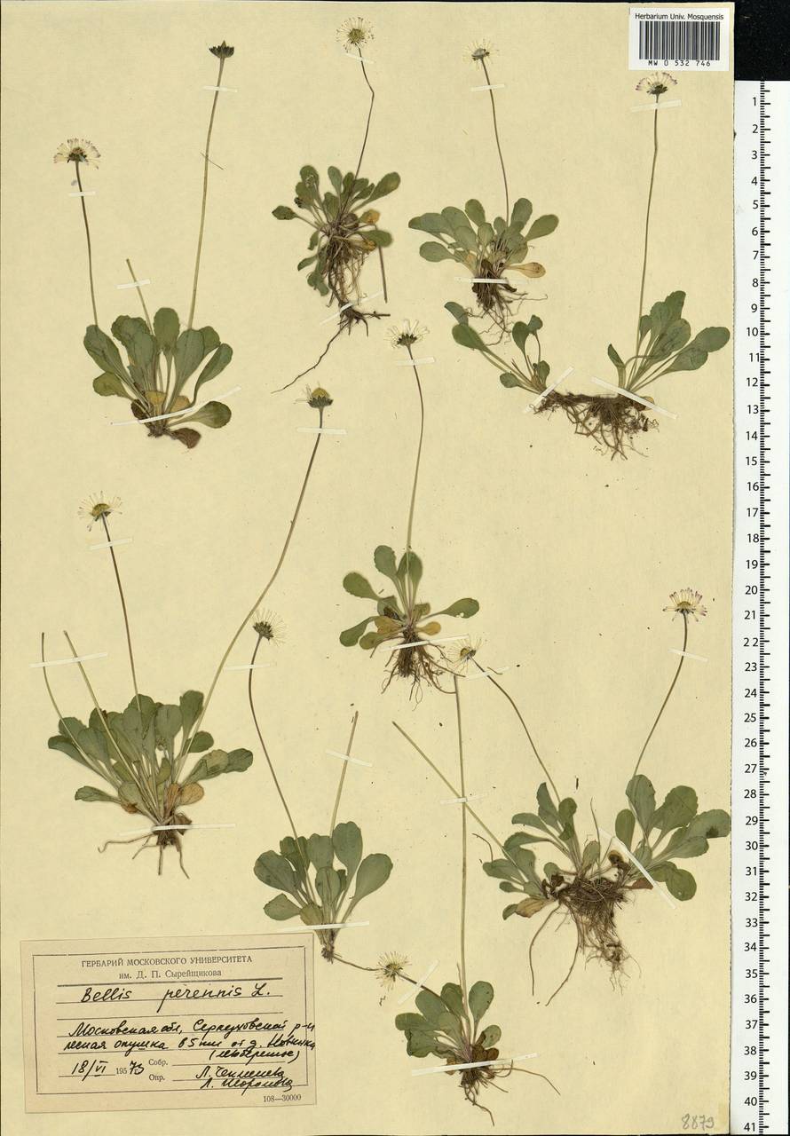Bellis perennis L., Eastern Europe, Moscow region (E4a) (Russia)