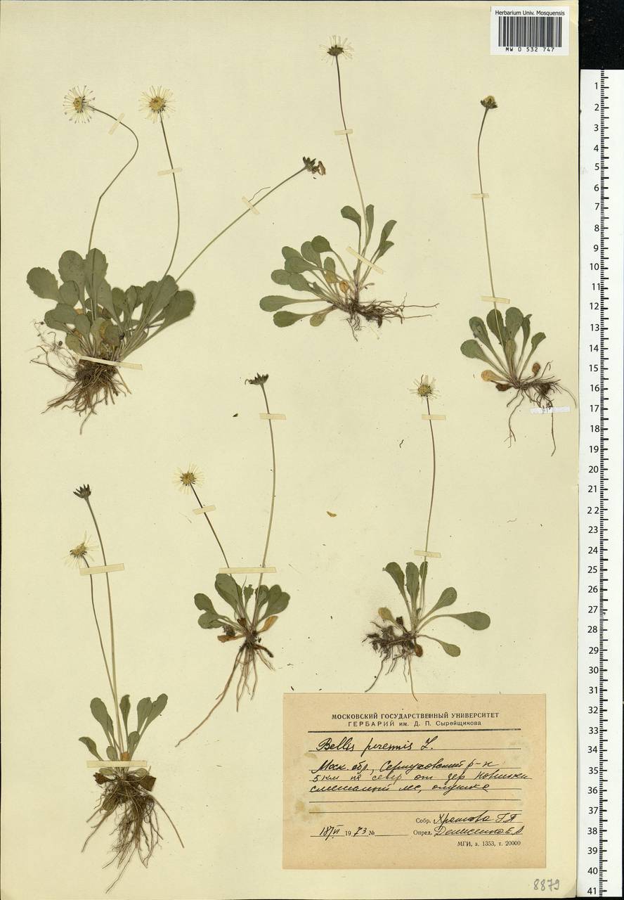 Bellis perennis L., Eastern Europe, Moscow region (E4a) (Russia)