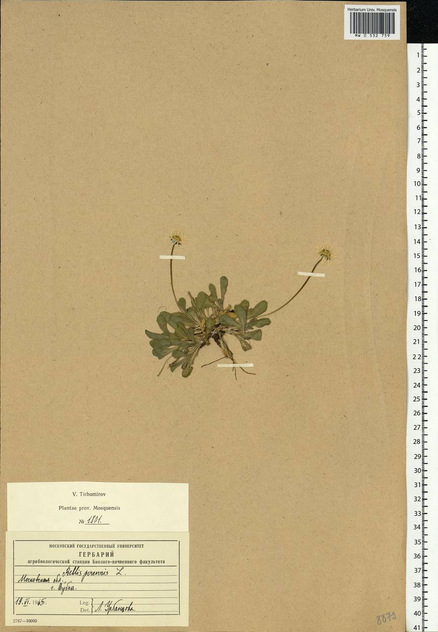 Bellis perennis L., Eastern Europe, Moscow region (E4a) (Russia)