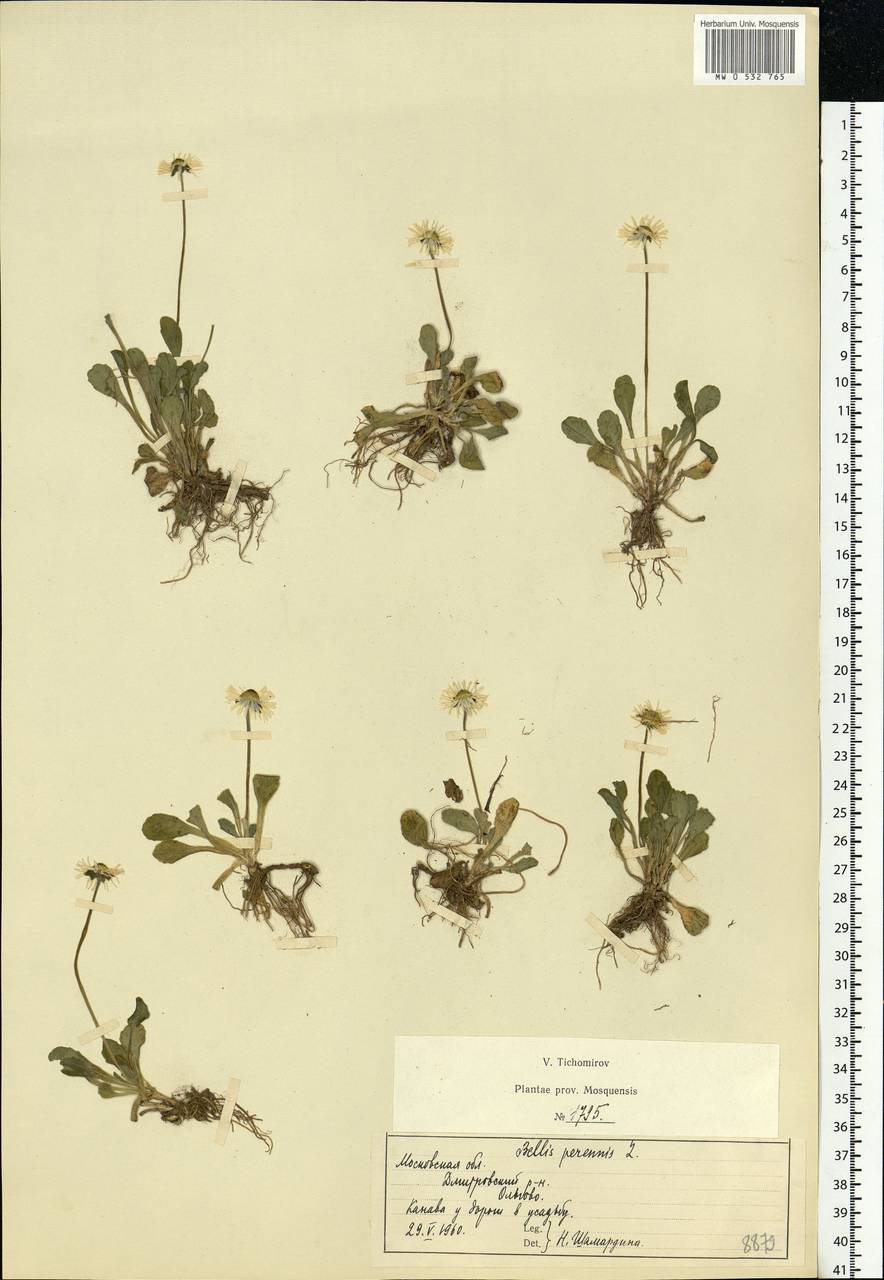 Bellis perennis L., Eastern Europe, Moscow region (E4a) (Russia)